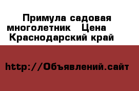 Примула садовая многолетник › Цена ­ 25 - Краснодарский край  »    
